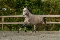 Vente de cheval : Questa de St Jean